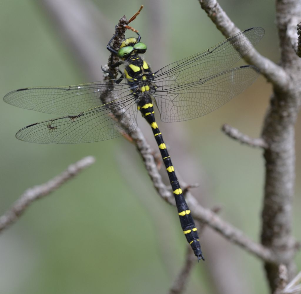 Cordulegaster boltonii? no, bidentata